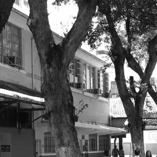 Árvores do Franco